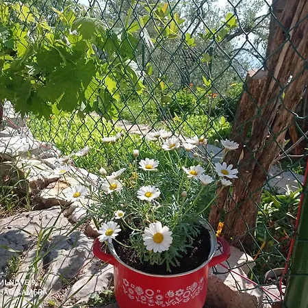 Casa Delle Olive * Moscenicka Draga